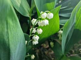 Fantastisk vår färger i blommor, besök till de botanisk trädgård foto