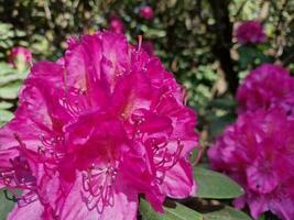 Fantastisk vår färger i blommor, besök till de botanisk trädgård foto