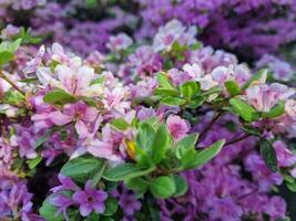 Fantastisk vår färger i blommor, besök till de botanisk trädgård foto