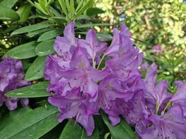 Fantastisk vår färger i blommor, besök till de botanisk trädgård foto