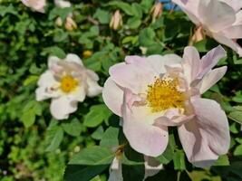 Fantastisk vår färger i blommor, besök till de botanisk trädgård foto