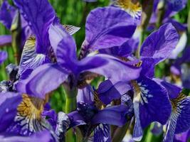 Fantastisk vår färger i blommor, besök till de botanisk trädgård foto