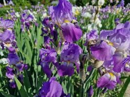 Fantastisk vår färger i blommor, besök till de botanisk trädgård foto