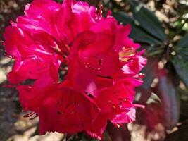 Fantastisk vår färger i blommor, besök till de botanisk trädgård foto