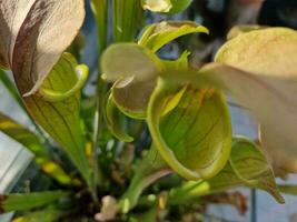 Fantastisk vår färger i blommor, besök till de botanisk trädgård foto