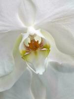 vit orkide. bakgrund från vit orkide blomma. blommig bakgrund foto