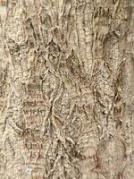 bark. krukväxt bark. årgång bakgrund av brun bark foto