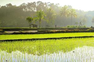 skönhet morgonljus på risfält