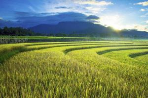 solljus på gröna risfält på morgonen