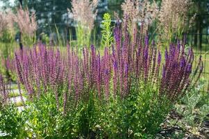 lavendel- i de trädgård. buske. kryddad gräs. lila blommor. foto