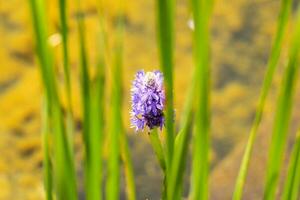 flerfärgad kosmos blommor i äng i vår sommar natur mot blå himmel. selektiv mjuk fokus. foto