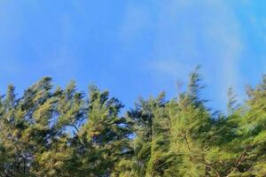 träd blå himmel, träd topp mot blå himmel på en solig dag foto