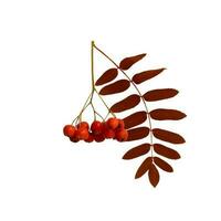 höst gren av röd rönn bär med röd rönn löv isolerat på vit bakgrund foto
