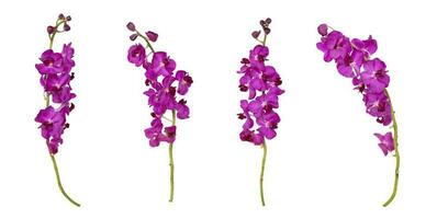 uppsättning av skära ut lila mokara orkidéer stam isolerat på de vit bakgrund foto