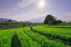 skön morgon- se indonesien panorama landskap irländare fält med skönhet foto