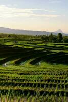 skön morgon- se indonesien panorama landskap irländare fält med skönhet Färg och himmel naturlig ljus foto