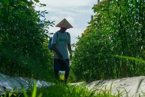 de aktiviteter av jordbrukare i de ris fält i de barisan berg, bengkulu, norr indonesien foto