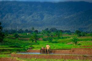 skön morgon- se indonesien panorama landskap irländare fält med skönhet Färg och himmel naturlig ljus foto