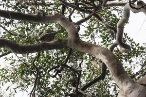 koala phascolarctos cinereus noosa queensland australien foto