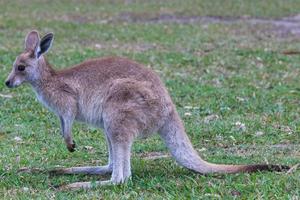 östra grå känguru macropus giganteus solsken kust Queensland australien foto
