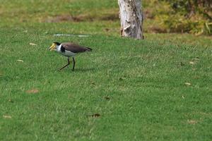 svartformad lapwing vanellus miles novaehollandiae solsken kust universitet campus queensland australien foto