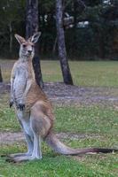 östra grå känguru macropus giganteus solsken kust Queensland australien foto