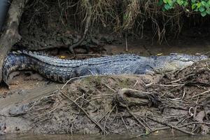 saltvattenkrokodil crocodylus porosus daintree queensland australien foto