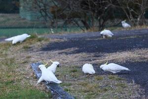 kakadua samlar nya södra wales australien foto