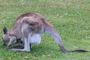 östra grå känguru macropus giganteus solsken kust universitet campus queensland australien foto