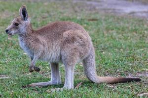 östra grå känguru macropus giganteus solsken kust Queensland australien foto