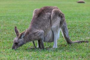 östra grå känguru macropus giganteus solsken kust Queensland australien foto