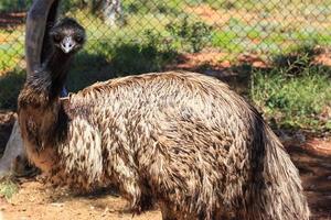 emu dromaius novaehollandiae norra territoriet australien foto