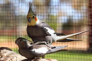 cockatiel.nymphicus hollandicus norra territoriet australien foto