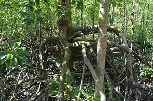 sydöst asiatisk mangrove träsk skogar. tanjung piai malaysia mangrove skog parkera foto