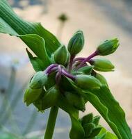 blå blomma Spindel webb eller Spindel lilja i ukraina. dess latin namn tradescantia är inföding till norr och söder amerika. foto