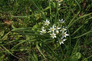 ornithogalum umbellatum, de trädgård Stjärnan i Betlehem, gräs lilja, tupplur vid middagstid, eller klockan elva lady, en arter av de släkte ornithogalum, i de asparagaceae familj. foto