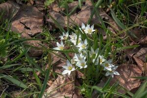 ornithogalum umbellatum, de trädgård Stjärnan i Betlehem, gräs lilja, tupplur vid middagstid, eller klockan elva lady, en arter av de släkte ornithogalum, i de asparagaceae familj. foto