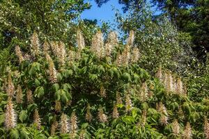 blommor från aralia Continentalis, eller spikenard, är en släkte av de familj Araliaceae foto