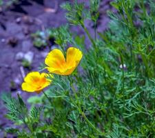 orange blomma kalifornien vallmo, eller gyllene vallmo, kopp av guld. dess latin namn är eschscholzia Kalifornien, inföding till de oss och Mexiko. foto