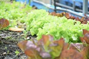 erfarenhet de väsen av naturens skönhet i vibrerande fotografier fångande de tillväxt och vitalitet av färsk sallad och plantor. utforska vår botanisk resa i dag foto