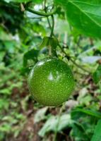 grön passionen frukt med suddig bakgrund foto