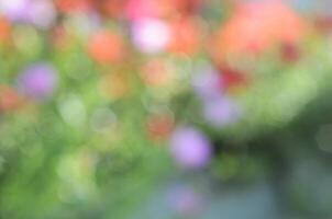 bokeh bakgrunder med färgglada blommor i naturen foto