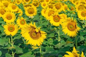 blommande solrosor naturlig bakgrund foto