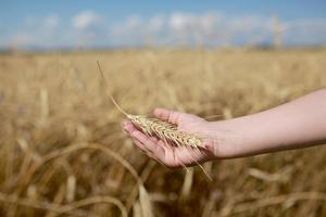 barns hand håller en spikelet av vete på fältet, på landsbygden. lantbruk. rik skörd. horisontellt foto. bakgrund med vetefält och himmel. selektivt fokus foto