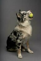 vertikal porträtt av ett australier collie med en tennis boll isolerat på en grå bakgrund foto