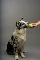 gräns collie tar en boll - hund Träning foto