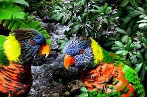 i de färgrik djungel, två regnbåge lorikeets var Sammanträde på en lem. foto