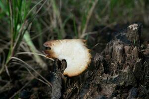 selektiv fokus på de typ av vit ostron svamp den där liv och växer på död- träd stammar. ett typ av svamp den där kan vara förbrukad. mjuk fokus foto