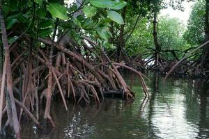 selektiv fokus till de rötter av mangrove träd växande ovan de vatten foto