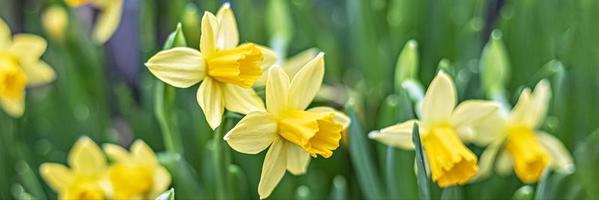 bakgrund från gul narciss i trädgården. vår. blomstrande blommor. baner foto